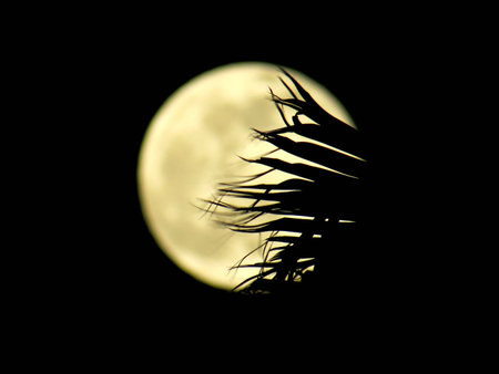 Silhouette of a palm tree in front of a full moonの写真素材