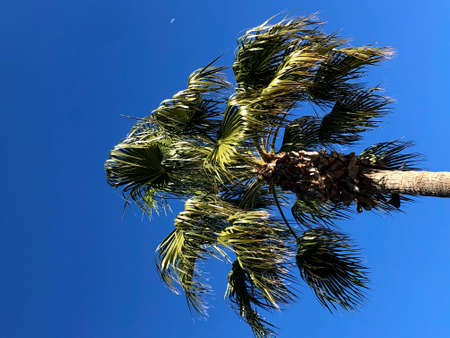 Blue clear sky without clouds is behind a tall green palm tree. Made on Cyprys Island, Limassol