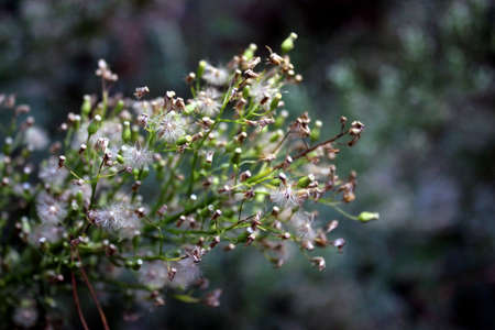 Macro Photo of nature white yellow flowers blooming dandelion. Background Beautiful blooming bush of white fluffy dandelions. Dandelion field. High quality photoの写真素材