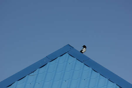 Magpie on the roofの写真素材