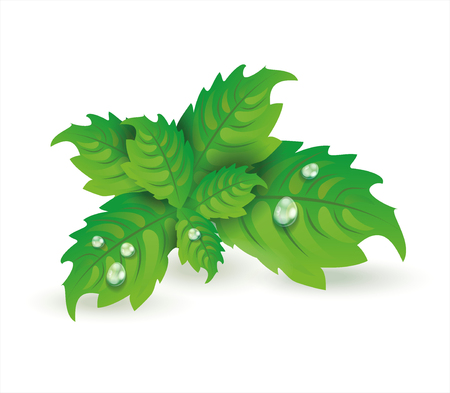 Fresh mint leaves isolated on white background, vector illustration.のイラスト素材