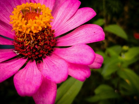 Pink flowerの素材