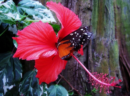 Butterfly on the flowerの写真素材