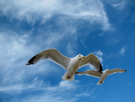 Flying birdsの写真素材