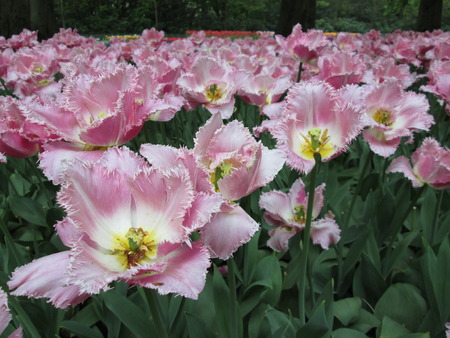  Pink Tulipsの写真素材