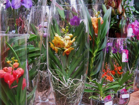 Orchidsの写真素材