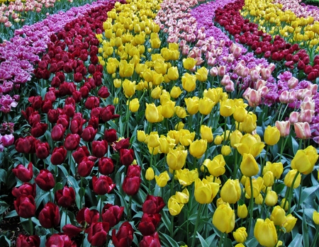 Tulipsの写真素材