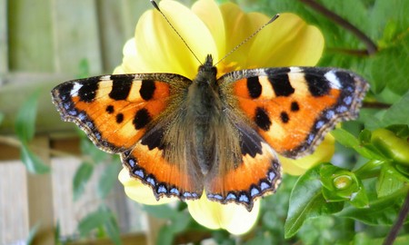 butterflyの写真素材