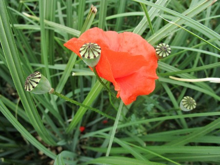 poppy flowerの写真素材