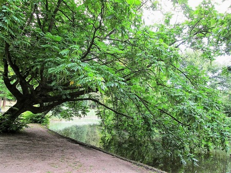 tree planted by the waterの写真素材