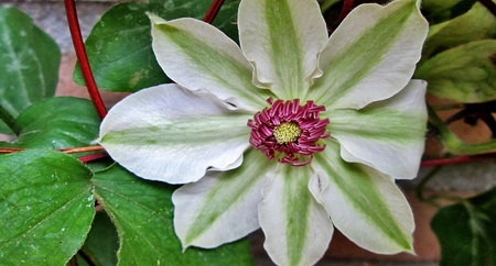 Clematis flowerの写真素材