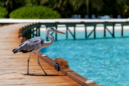 Maldives, a local bird is standing on the bridgeの写真素材