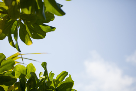 Blue sky with clouds and leaves from a plant の写真素材