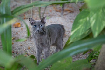 Small gray cat between the plants watching youの写真素材