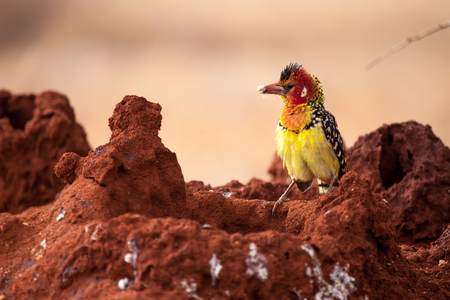 Colorful bird sitting on the anthillの写真素材