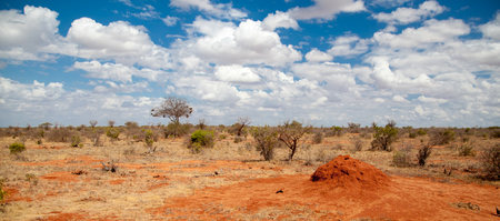 Scenery of Kenya, on safari through the savannahの写真素材