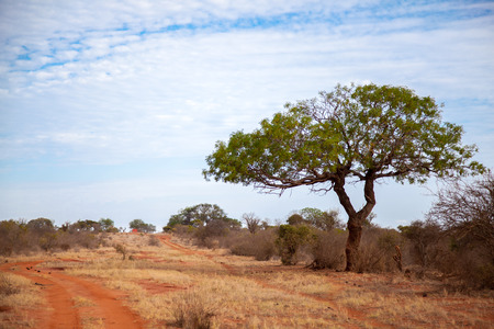 Big tree near the red soil way in the scenery of Kenyaの写真素材