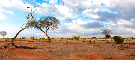 Scenery of the savannah of Kenya, on safariの写真素材