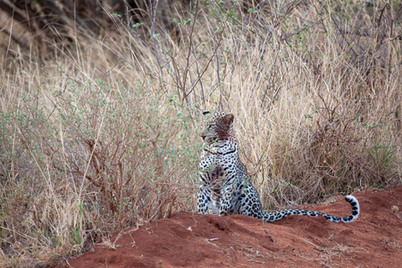 Leopard is sitting in the savannah of Kenya, after eating with dirty mouthの写真素材