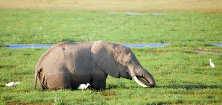 One elephant is standing in the swamp and eating grass, with white birds, on safari in Kenyaの写真素材