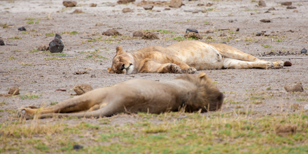 a couple of lions are sleeping, on safari in Kenyaの写真素材