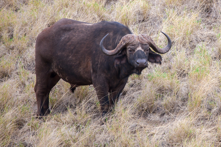 Buffalo is watching you, safari in Kenyaの写真素材