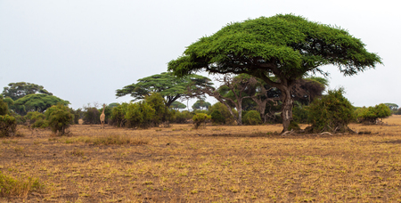 Landscape in Kenya with big treesの写真素材