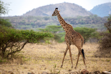 Giraffe is walking between the bushes in the savannah of Kenyaの写真素材