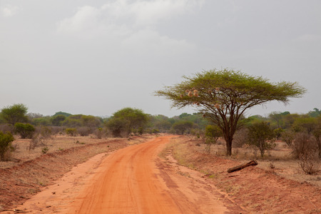 Road with red soil, landscape in Afrika, on safari in Kenyaの写真素材
