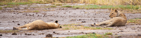 Two lions are resting, savannah of Kenyaの写真素材
