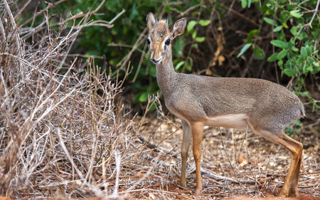 Small antelope in the bush, on safari in Kenyaの写真素材