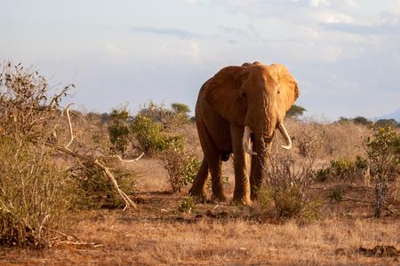 Elephant standing between the bushes, on safari in Kenyaの写真素材