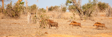 Wild boar running through the savannah of Kenyaの写真素材