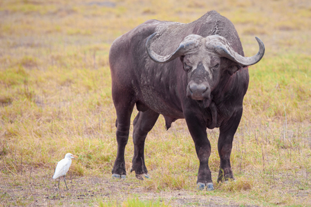 Buffalo and a white bird, on safari in Kenyaの写真素材