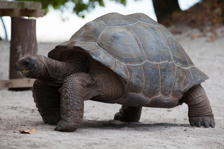 A big turtle on the beach on the Seychellesの写真素材