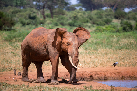 Elephants in the savannah near a water hole comes to drinkの写真素材