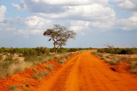 A way with red soil throught the savanna with a lot of trees and green plantsの写真素材