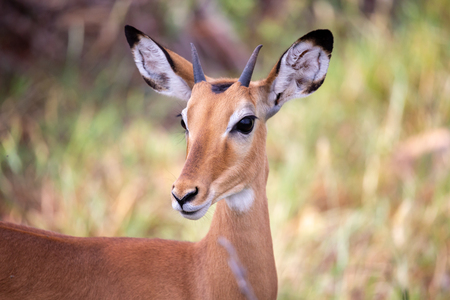One antelope is standing beween the plants in the savannahの写真素材