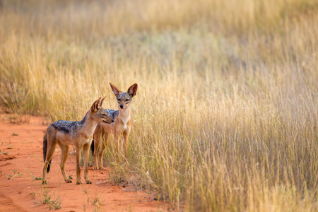 Jackal on the road in the savannah are posing and watchingの写真素材