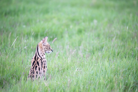 A serval cat in the grassland of the savannah in Kenyaの写真素材