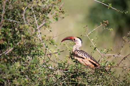 A local kenyan birds on the green bushの写真素材
