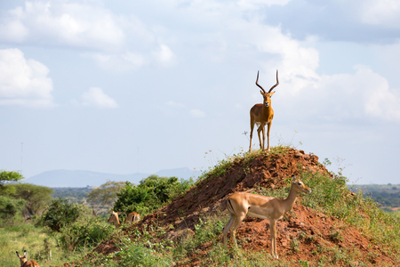 One beautiful antelope with big horns is standing on a hillの写真素材