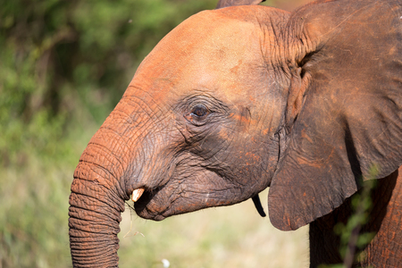 Head of a young red elephant in front the bushの写真素材