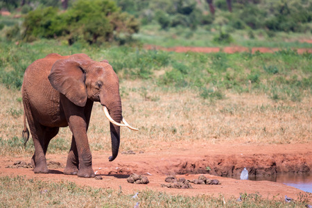 Waterhole in the savannah with some red elephants