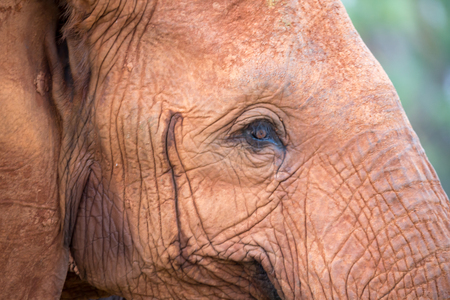 The face of one big red elephantの写真素材