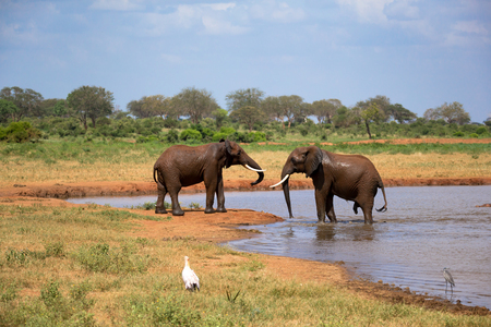 Some red elephants on the waterhole in the savannah of Kenyaの写真素材