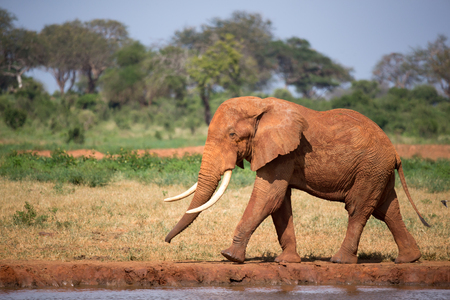 One big red elephant is walking on the bank of a water holeの写真素材