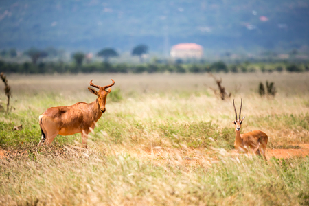 Antelope in the grassland of the savannah in Kenyaの写真素材