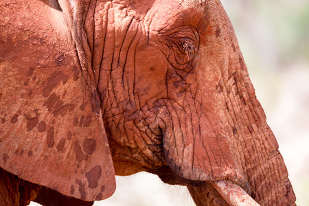 The face of one big red elephantの写真素材