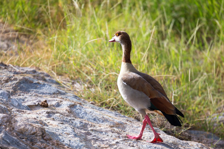 A native very colorfull bird in the landscape of Kenyaの写真素材